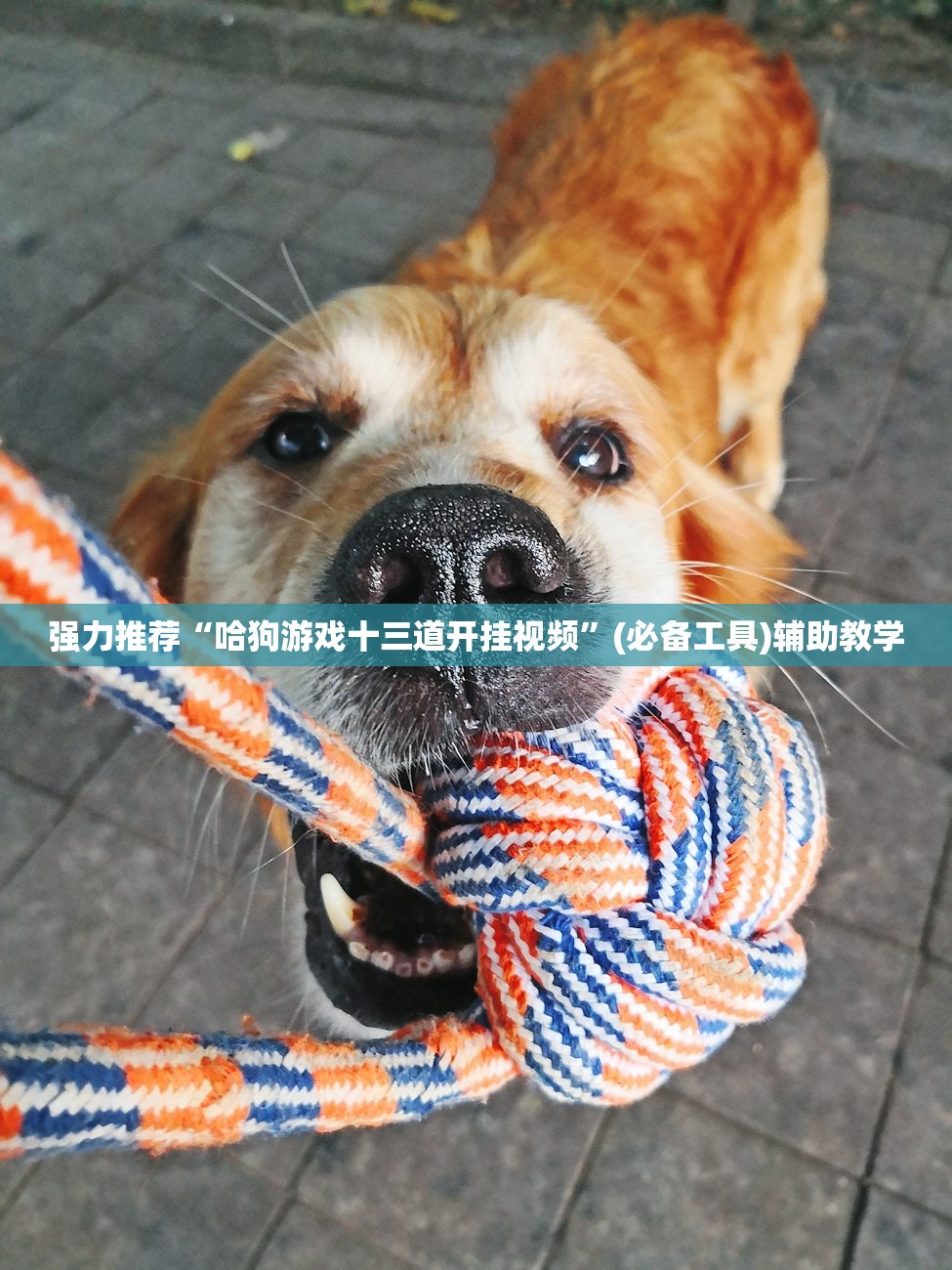 强力推荐“哈狗游戏十三道开挂视频”(必备工具)辅助教学
