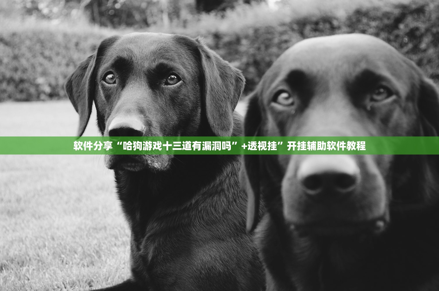 软件分享“哈狗游戏十三道有漏洞吗”+透视挂”开挂辅助软件教程