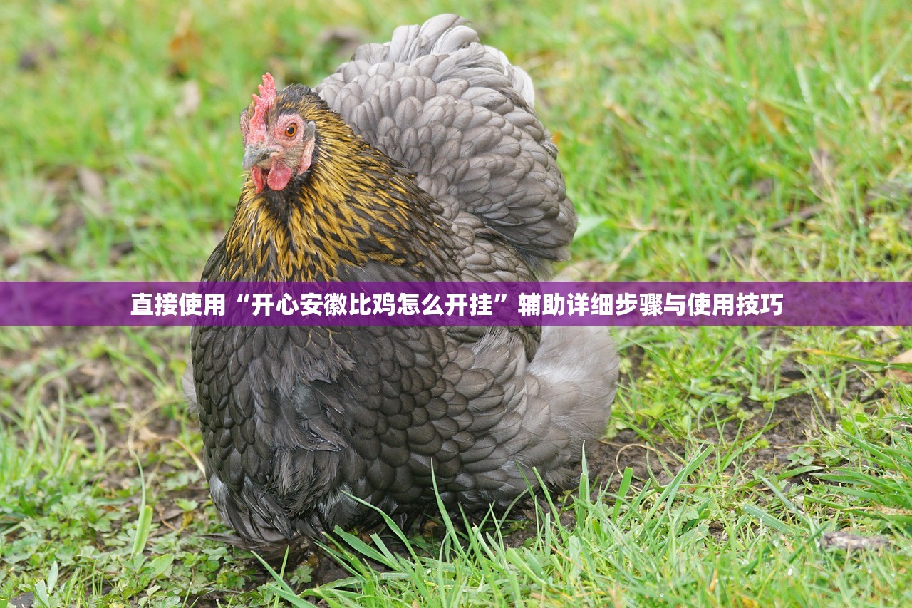 直接使用“开心安徽比鸡怎么开挂”辅助详细步骤与使用技巧