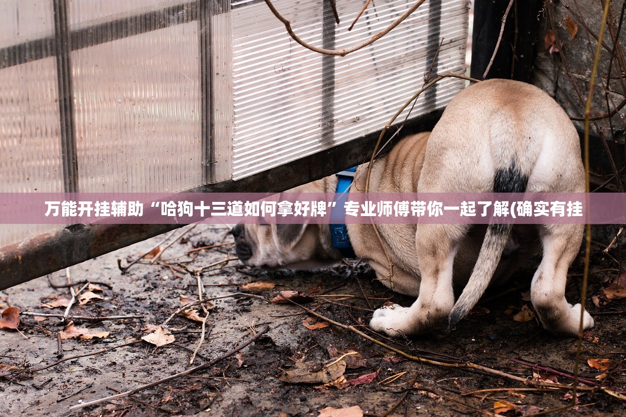 万能开挂辅助“哈狗十三道如何拿好牌”专业师傅带你一起了解(确实有挂