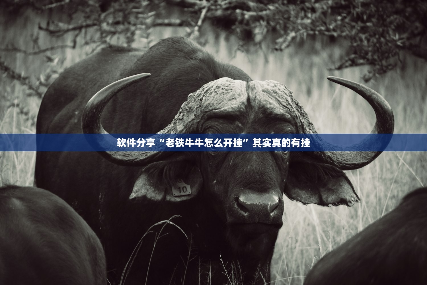 软件分享“老铁牛牛怎么开挂	”其实真的有挂