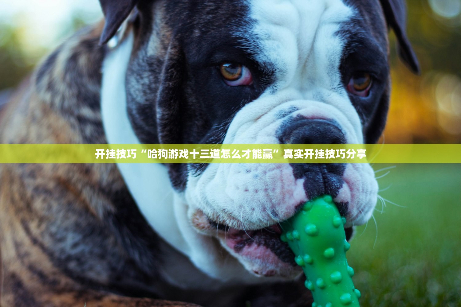 开挂技巧“哈狗游戏十三道怎么才能赢”真实开挂技巧分享