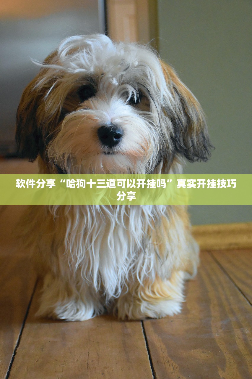 软件分享“哈狗十三道可以开挂吗	”真实开挂技巧分享